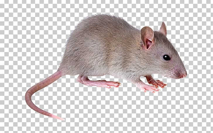 Rodent Control