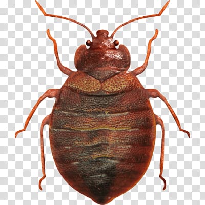 Bed Bug Control